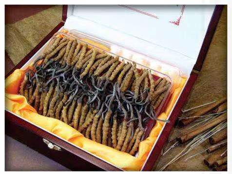 西山冬虫夏草回收